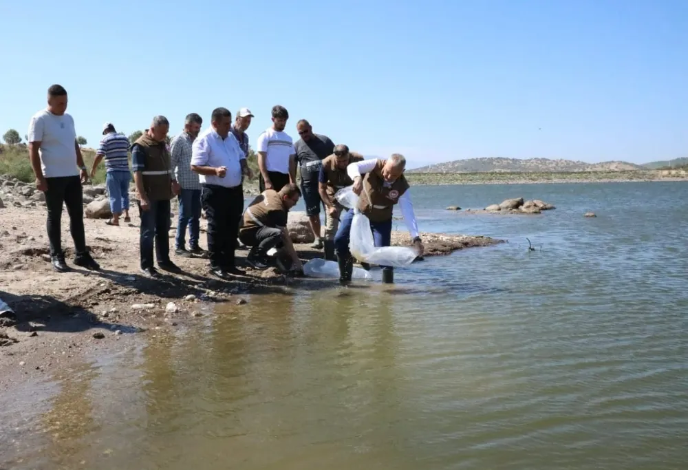 DEMİRCİ’DE 5 FARKLI GÖLETE 75 BİN YAVRU PULLU SAZAN BALIĞI BIRAKILDI