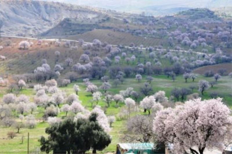 Mardin’de 48 endemik bitki var