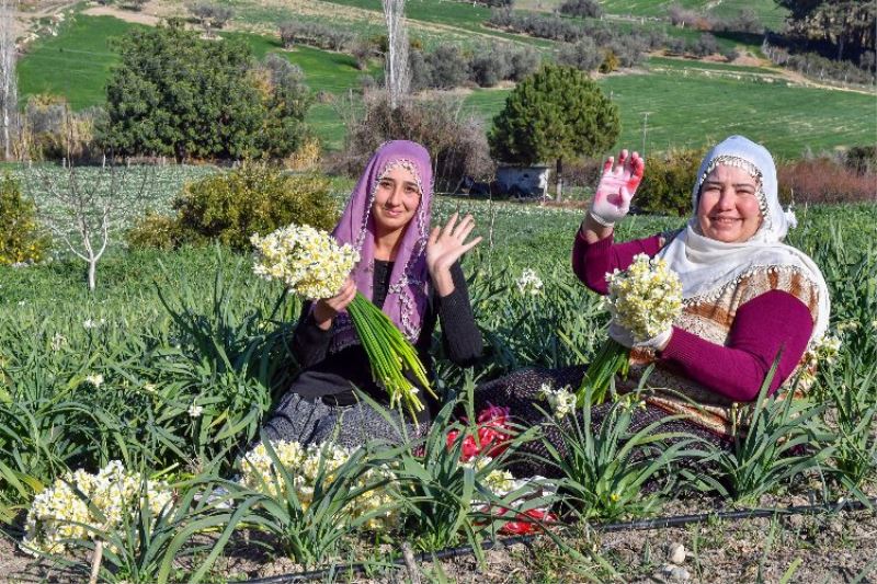 Büyükşehir’den Nergis Şenliği