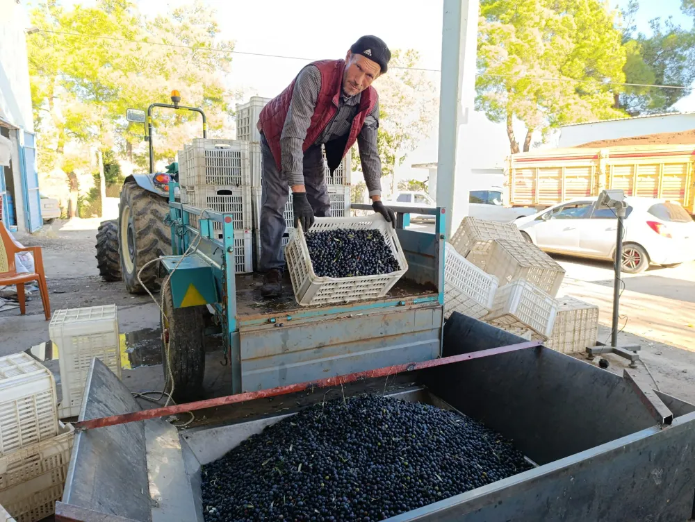 KÖPRÜBAŞI BORLU’DAKİ ZEYTİNYAĞI FABRİKASI TAM GAZ ÇALIŞIYOR