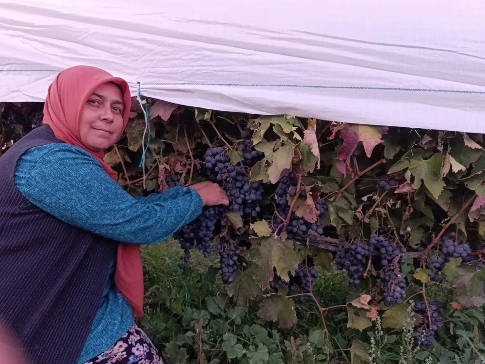 MANİSA GÖRDES’TE NAYLON ÖRTÜLERLE YAYLA ÜZÜMÜNDE VERİM DEVRİMİ 