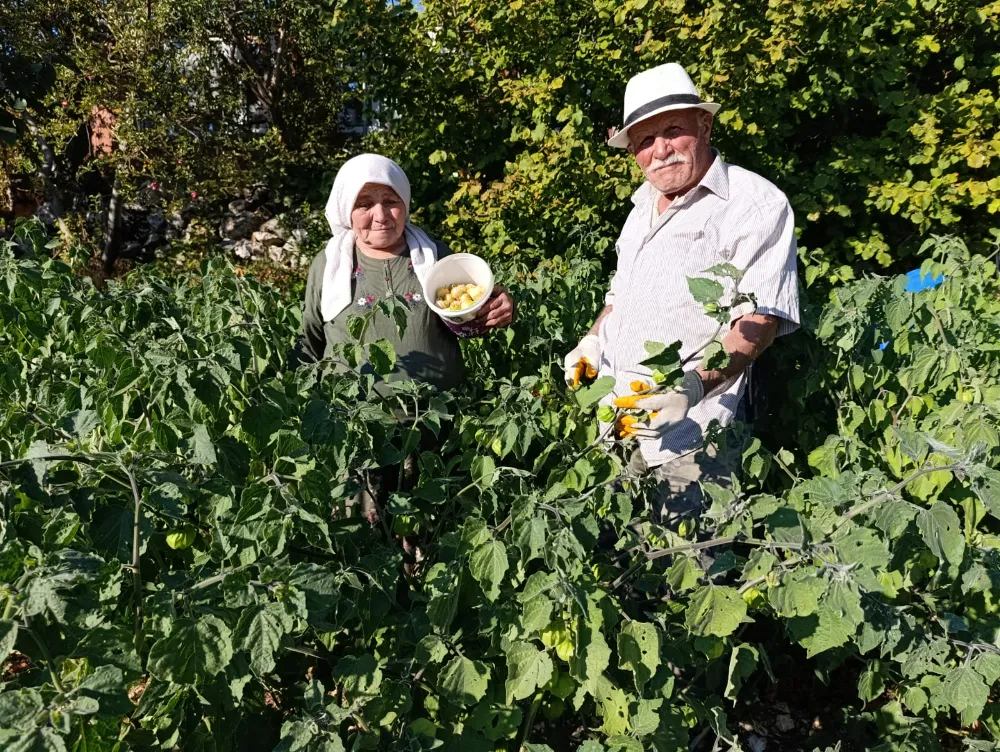 MANİSA DEMİRCİ’DE ALTIN ÇİLEK BEREKETİ