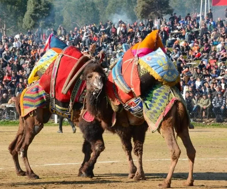 5. KEMALPAŞA DAMLACIK  DEVE GÜREŞLERİ FESTİVALİ İPTAL EDİLDİ