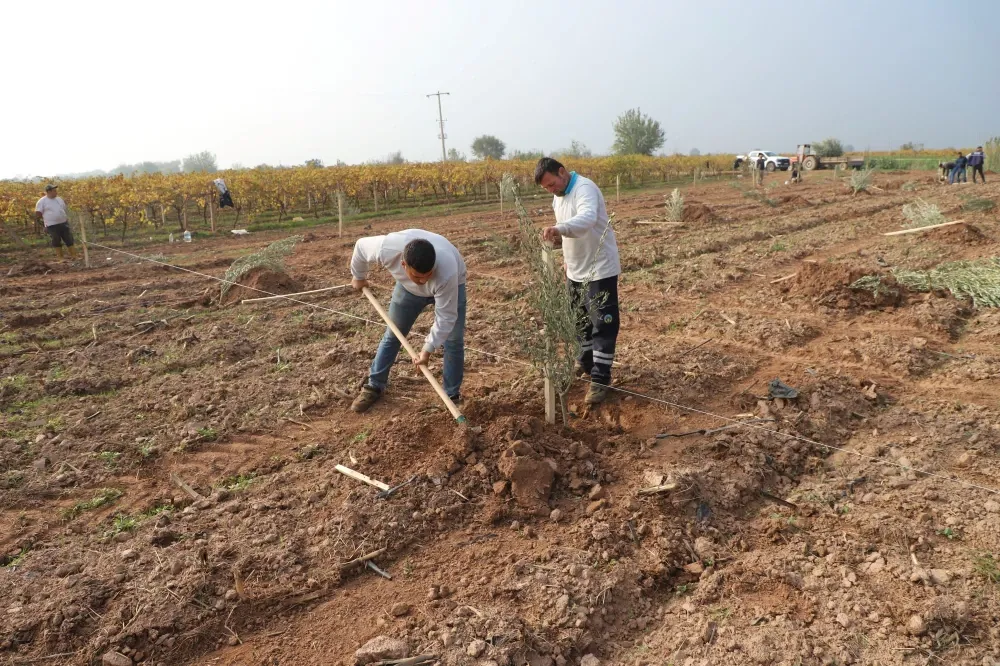 Turgutlu Belediyesinden örnek uygulama: 1790 zeytin ağacı dikildi