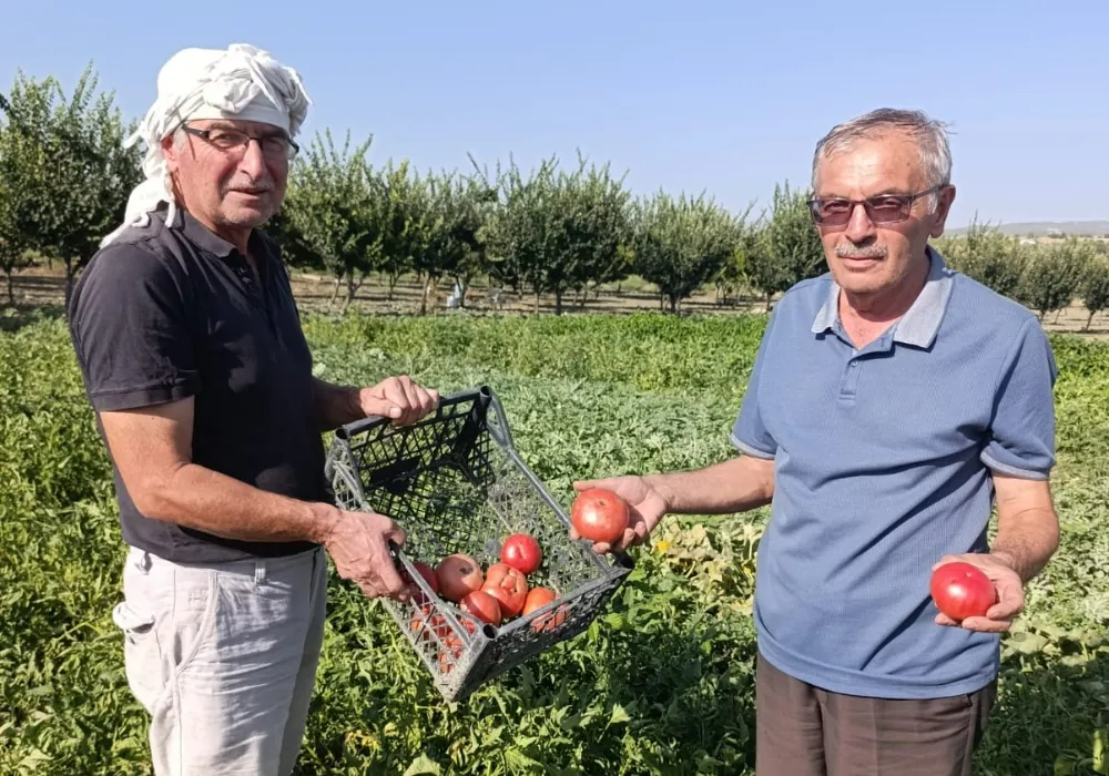 EMEKLİ ÖĞRETMENİN ATA TOHUMUYLA ÜRETTİĞİ DOMATESLER KAPIŞILIYOR