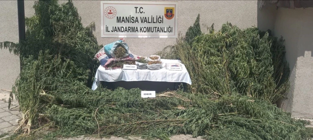 Gördes’te Yasa Dışı Kenevir Ekimi Operasyonu: 2 Gözaltı