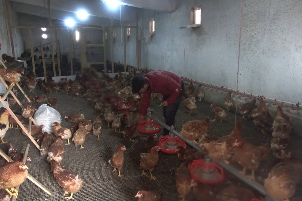 Manisa tavuk üretiminde Türkiye’nin liderleri arasında